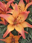 royal-sunset-la-lily-3-bulbs-7.jpg