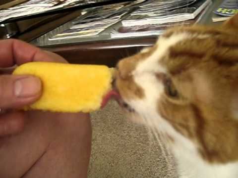 cat eating twinkie.jpg